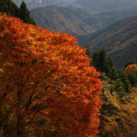 京都紅葉（イメージ）