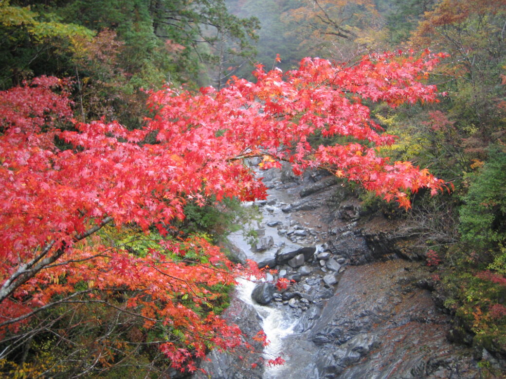 面河渓紅葉