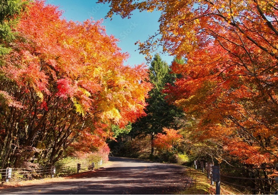 やまなみハイウェイ・紅葉イメージ