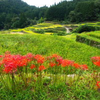 うきはの棚田と彼岸花(写真提供：福岡県観光連盟）