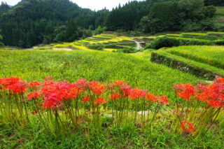 画像：日本の原風景～彼岸花咲くうきは棚田を歩こう