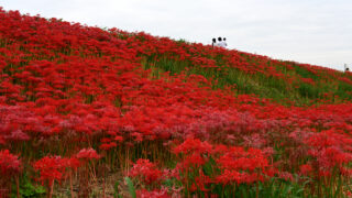 画像：赤の絶景がひろがる初秋の岐阜へ 2日間