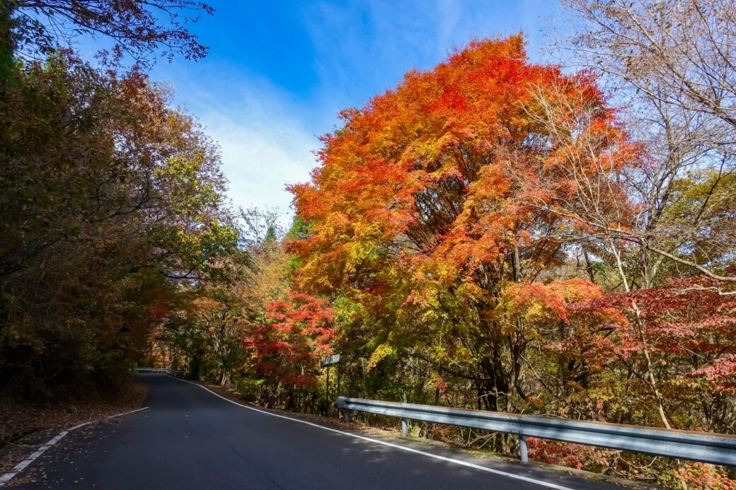 くじゅう紅葉イメージ